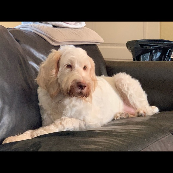 Meet your Posher, Tracy - Picture 3 of 3